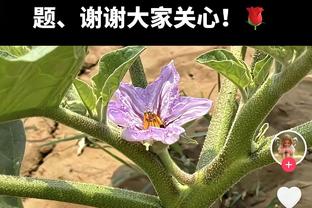 哈弗茨本场数据：3次射偏，创造2次得分机会，14次对抗2次成功